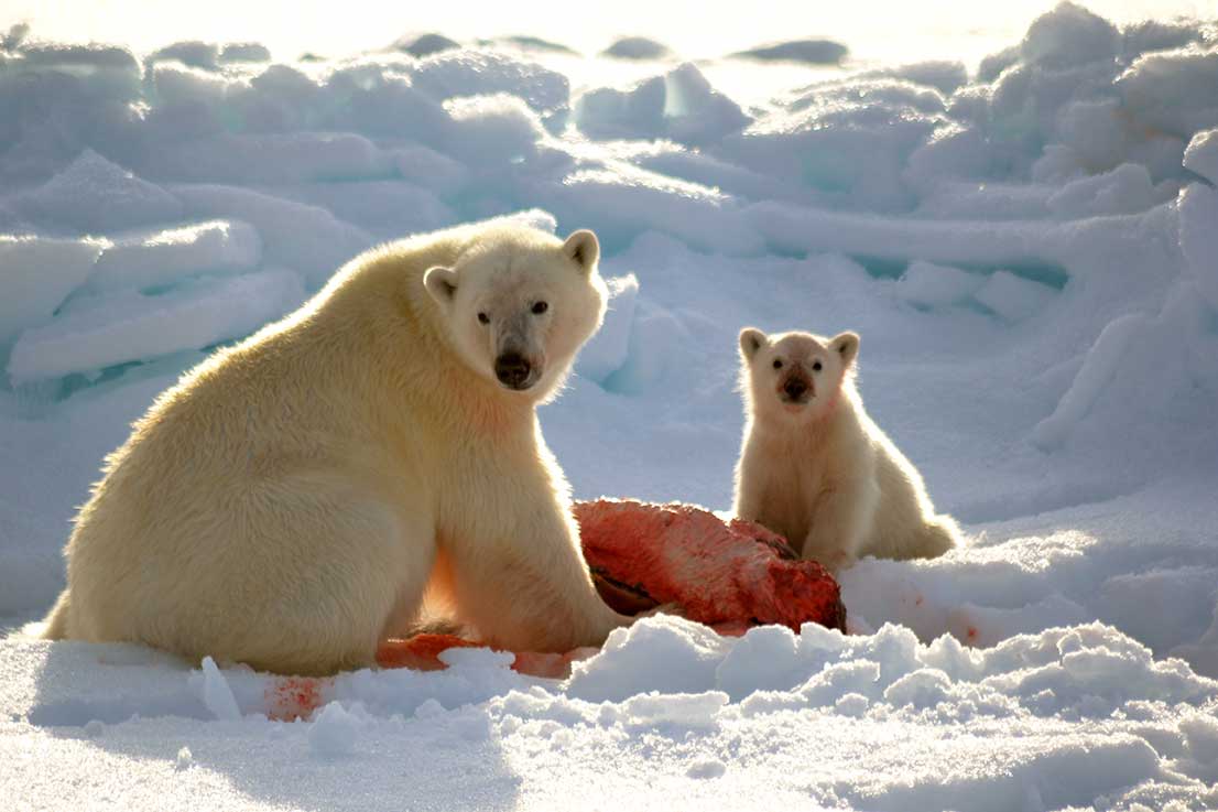 polar-bears-eating
